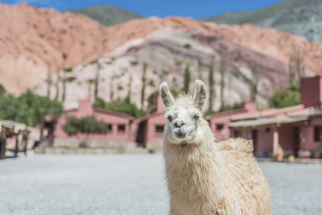 Llama in Purmamarca, near Cerro de los Siete Colores (The Hill of Seven Colors), in the colourful valley of Quebrada de Humahuaca in Jujuy Province, northern Argentina.